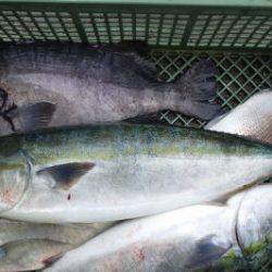 淡路じゃのひれフィッシングパーク 釣果