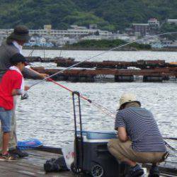 淡路じゃのひれフィッシングパーク 釣果