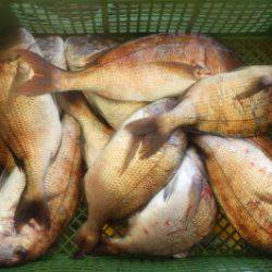 淡路じゃのひれフィッシングパーク 釣果