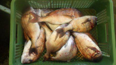 淡路じゃのひれフィッシングパーク 釣果