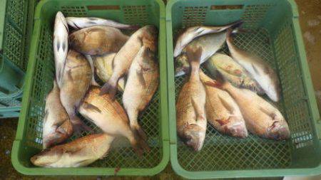 淡路じゃのひれフィッシングパーク 釣果