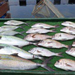 淡路じゃのひれフィッシングパーク 釣果