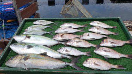 淡路じゃのひれフィッシングパーク 釣果