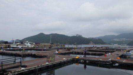 淡路じゃのひれフィッシングパーク 釣果