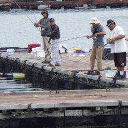 淡路じゃのひれフィッシングパーク 釣果