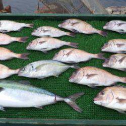 淡路じゃのひれフィッシングパーク 釣果