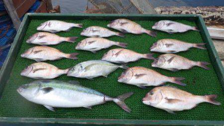 淡路じゃのひれフィッシングパーク 釣果