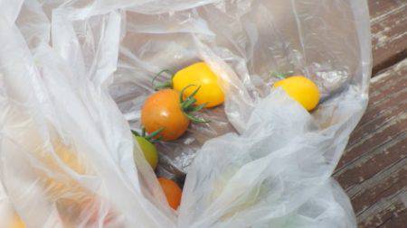 淡路じゃのひれフィッシングパーク 釣果