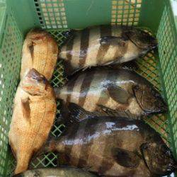 淡路じゃのひれフィッシングパーク 釣果