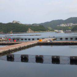 淡路じゃのひれフィッシングパーク 釣果