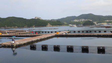 淡路じゃのひれフィッシングパーク 釣果