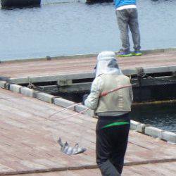 淡路じゃのひれフィッシングパーク 釣果