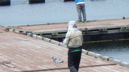 淡路じゃのひれフィッシングパーク 釣果