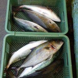 淡路じゃのひれフィッシングパーク 釣果