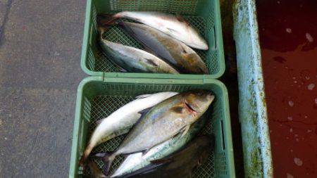 淡路じゃのひれフィッシングパーク 釣果