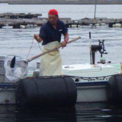 淡路じゃのひれフィッシングパーク 釣果
