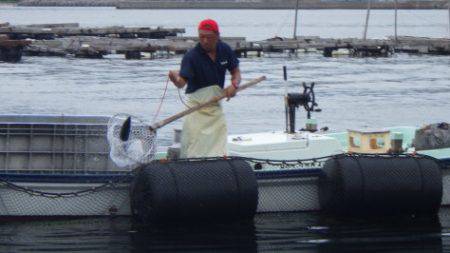 淡路じゃのひれフィッシングパーク 釣果