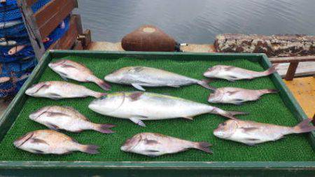 淡路じゃのひれフィッシングパーク 釣果