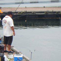 淡路じゃのひれフィッシングパーク 釣果