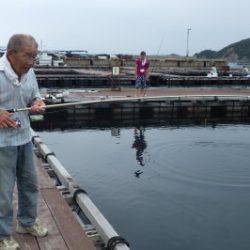 淡路じゃのひれフィッシングパーク 釣果