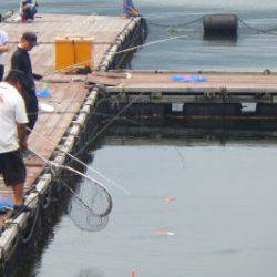 淡路じゃのひれフィッシングパーク 釣果