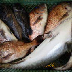 淡路じゃのひれフィッシングパーク 釣果