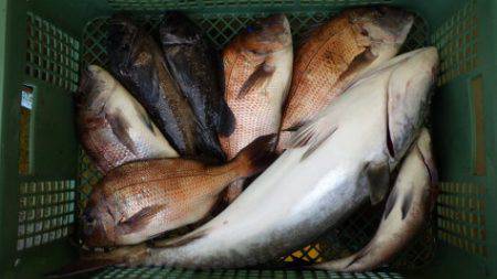 淡路じゃのひれフィッシングパーク 釣果