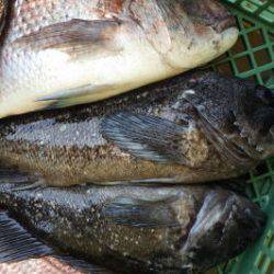 淡路じゃのひれフィッシングパーク 釣果