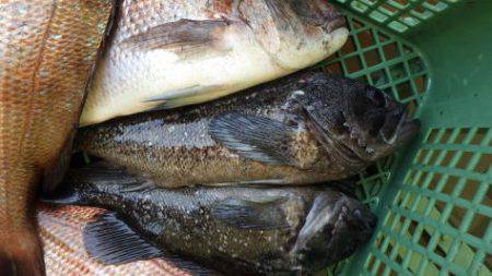 淡路じゃのひれフィッシングパーク 釣果