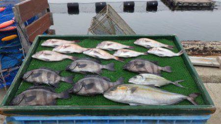 淡路じゃのひれフィッシングパーク 釣果