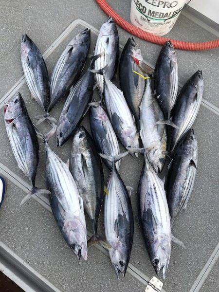 へいみつ丸 釣果