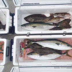 気仙沼 つり丸 釣果