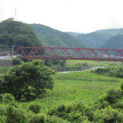 狩野川(狩野川漁業協同組合) 釣果