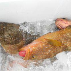 こうゆう丸 釣果