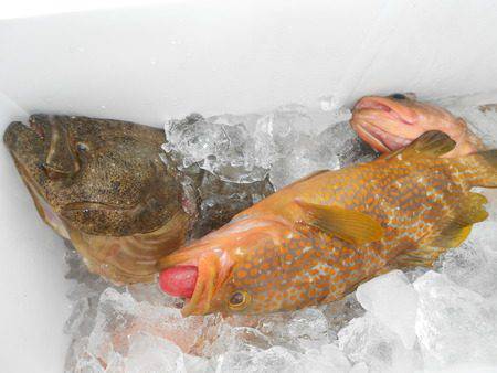 こうゆう丸 釣果