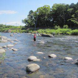 狩野川(狩野川漁業協同組合) 釣果