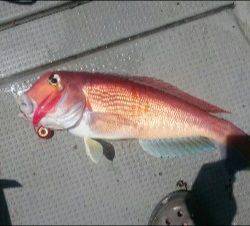 IDATEN(イダテン) 釣果