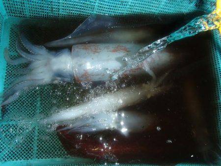 第二むつ漁丸 釣果