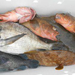 こうゆう丸 釣果