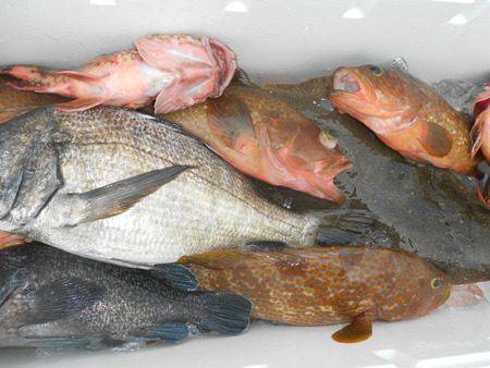 こうゆう丸 釣果