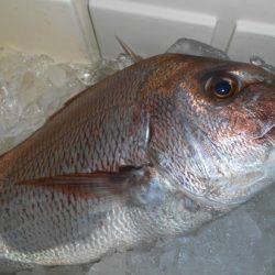 こうゆう丸 釣果