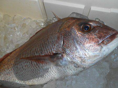 こうゆう丸 釣果