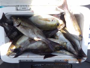 石川丸 釣果