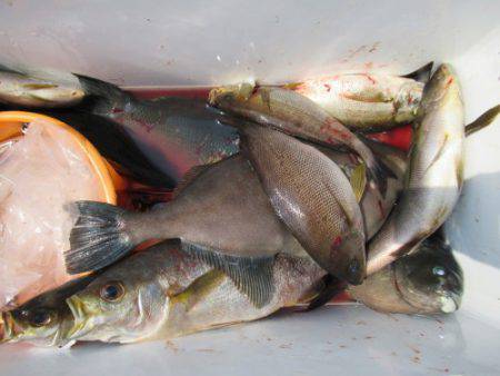 濱田渡船 釣果