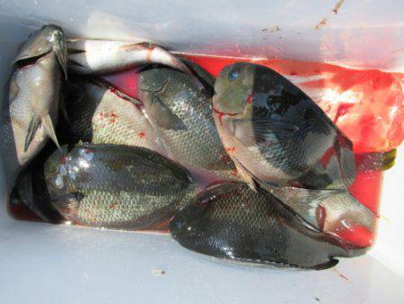 濱田渡船 釣果