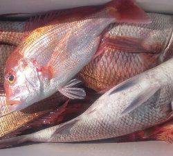 IDATEN（イダテン） 釣果