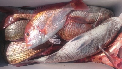 IDATEN（イダテン） 釣果