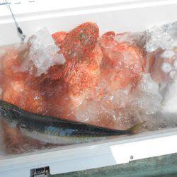 こうゆう丸 釣果