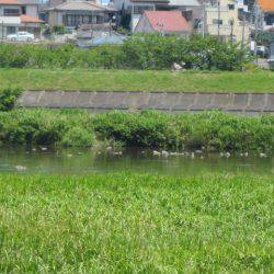 狩野川(狩野川漁業協同組合) 釣果
