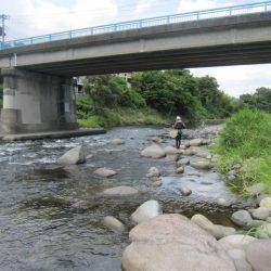 狩野川(狩野川漁業協同組合) 釣果